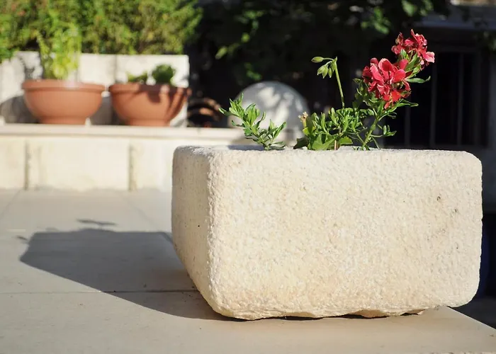 Olive Tree * Hvar Town