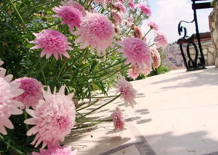 Olive Tree Hvar Town