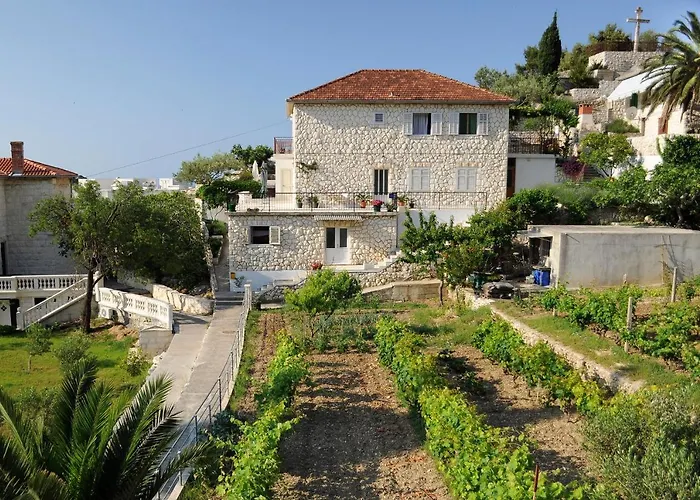 Olive Tree * Hvar Town